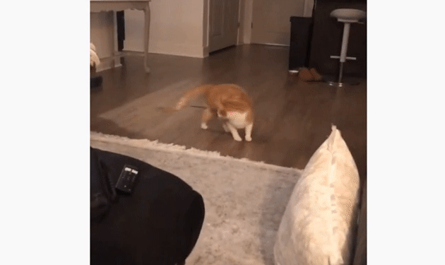 誰も遊んでくれないなら自分でやる 猫じゃらしを自分で振って遊ぶ永久機関な猫 カラパイア 誰も遊んでくれないなら自分でやる 猫じゃらしを自分で振って遊ぶ永久機関な猫 カラパイア