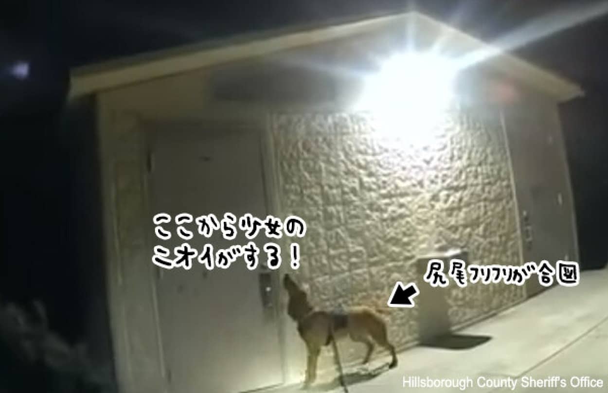 行方不明の少女を発見した後、キスで少女を慰める警察犬