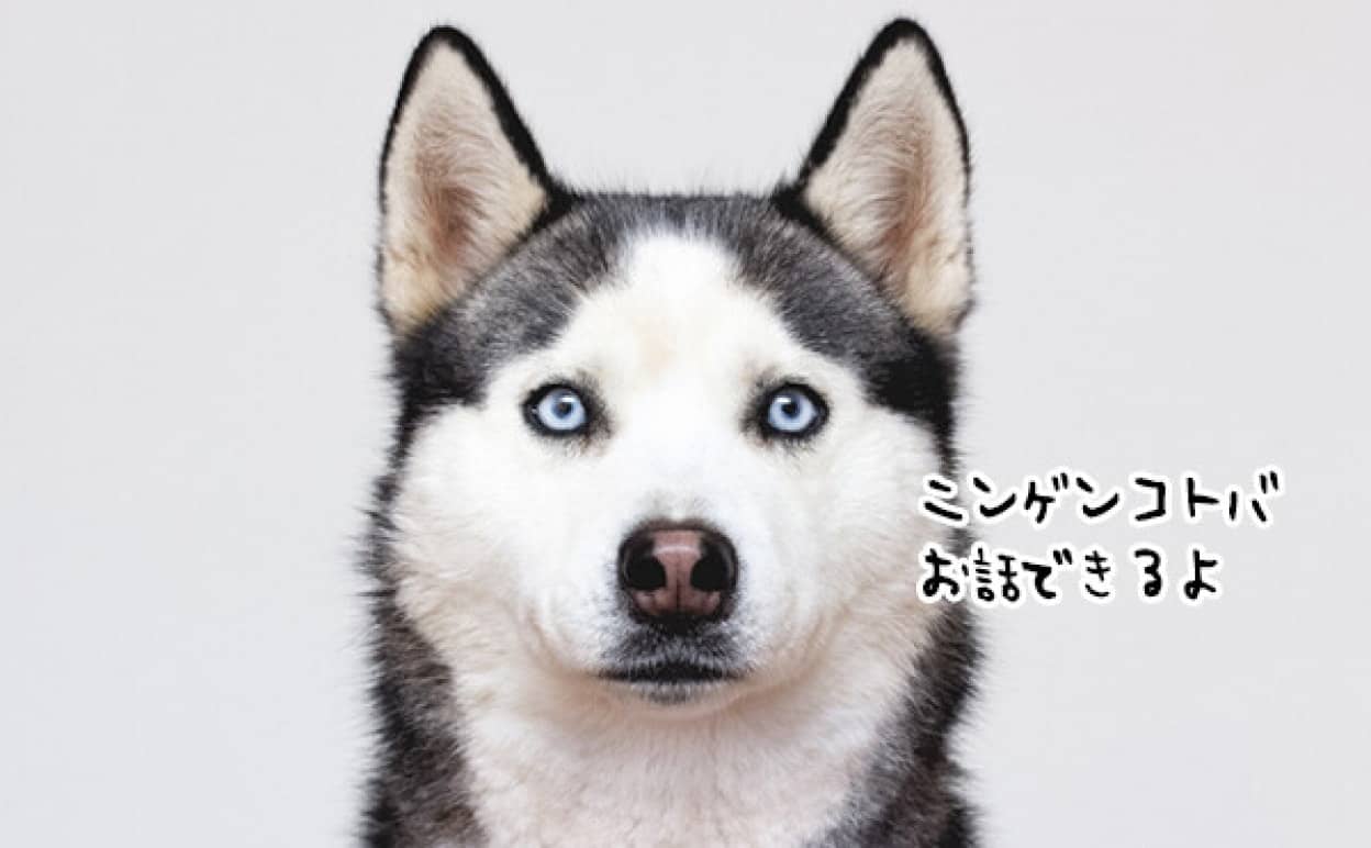 人間の言葉を話すハスキー犬