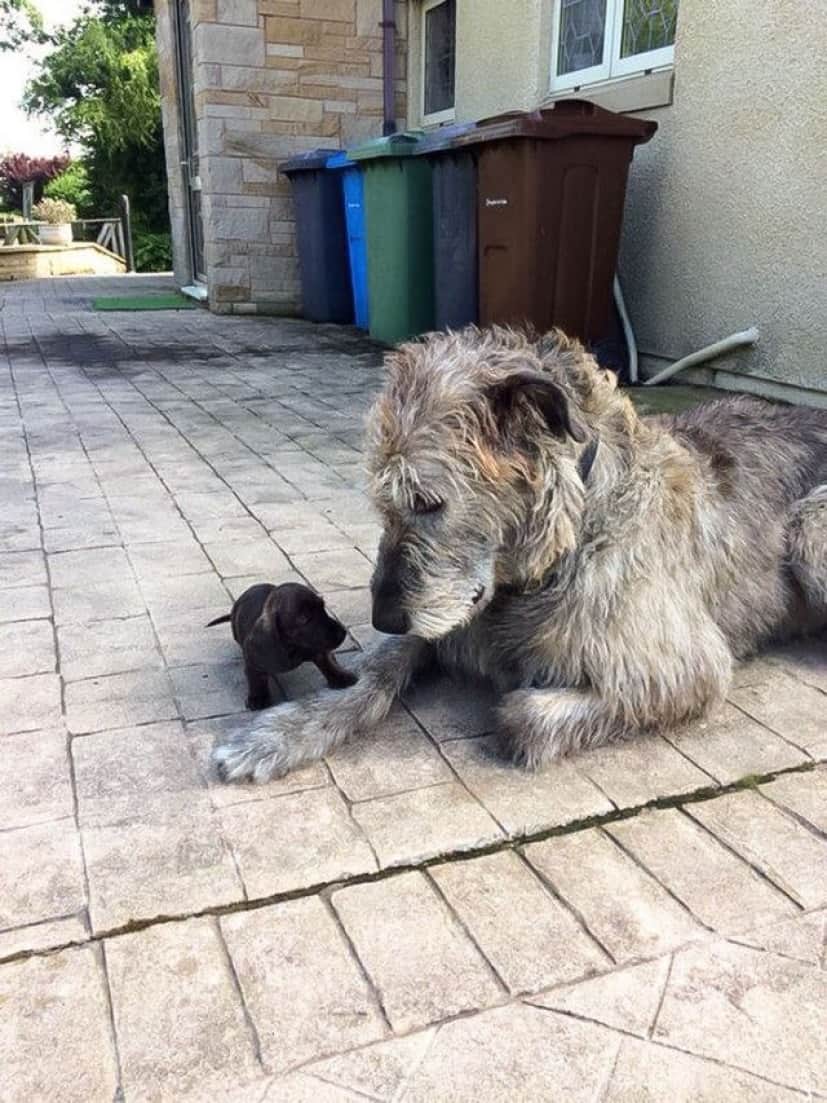 Funny-Irish-Wolfhounds-111-5c2f33a4324a6__700_e