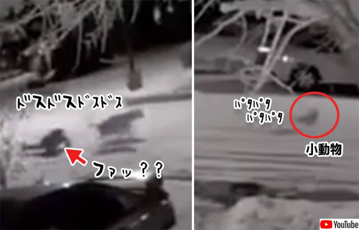 犬の散歩で大惨事