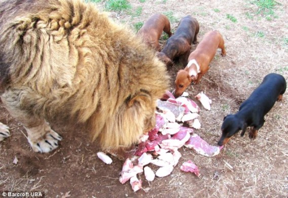 ライオンの口の中をペロペロできるのはダックスフント犬のミロさんだけ カラパイア ライオンの口の中をペロペロできるのはダックスフント犬のミロさんだけ カラパイア