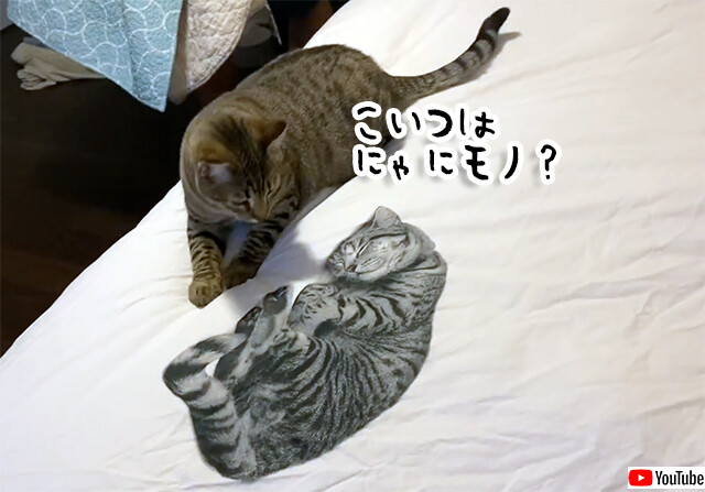 よそ猫がいるだと？シーツにプリントされた猫に混乱する猫