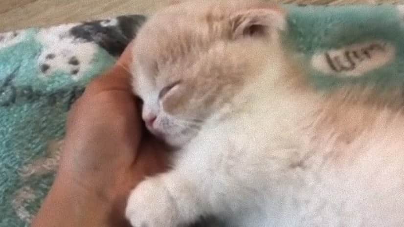 それは極上の3分間 マンチカンの子猫を愛でる時間がやってまいりました カラパイア