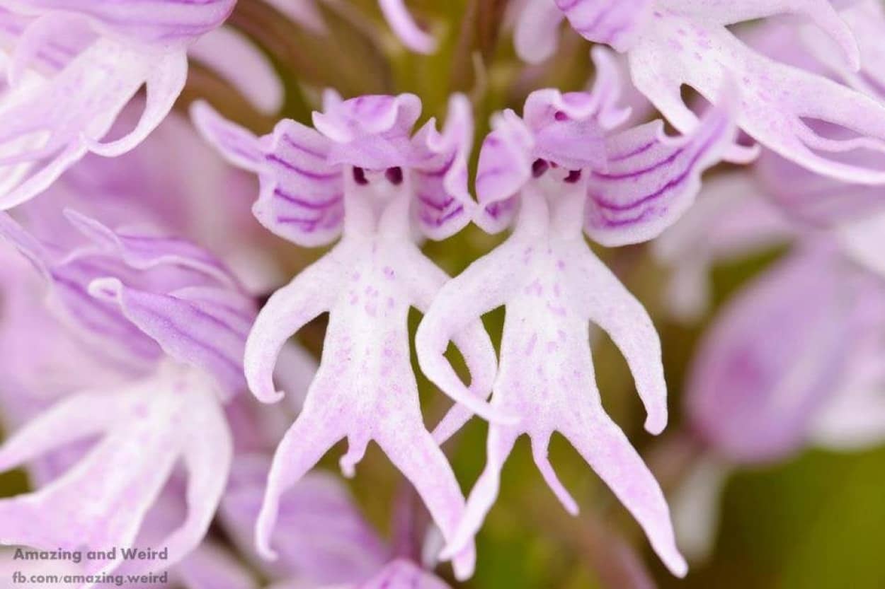 Orchis italica