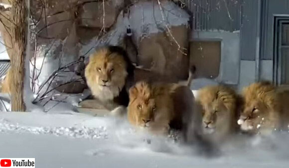 タテガミをなびかせながら、雪の中を駆け回るライオンがディズニー映画のワンシーンのよう