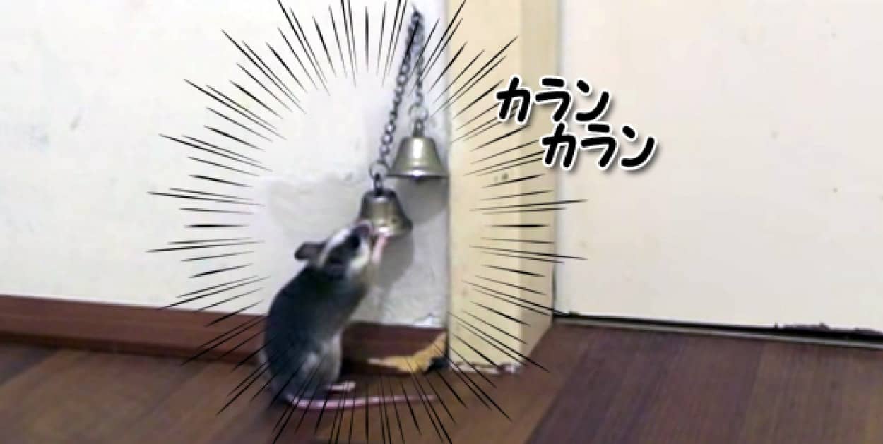 ドアを開けてください 開けてほしいときカランカラン と鈴を鳴らすネズミ カラパイア