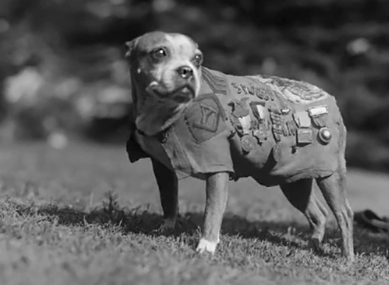 第一世界大戦に動員された様々な動物たちの記録写真 カラパイア 第一世界大戦に動員された様々な動物たちの記録写真 カラパイア