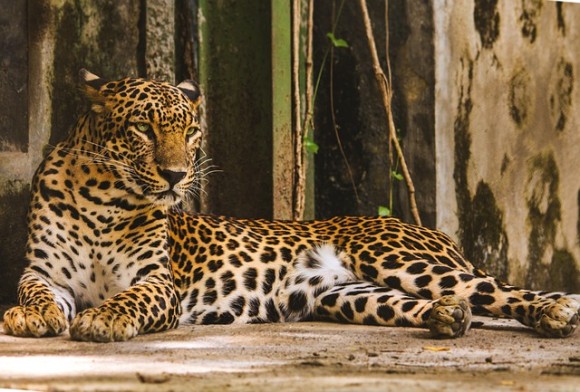 インドの山間部に現れた野生のヒョウが人間に近づきじゃれつく姿を見せ、専門家ら懸念の声