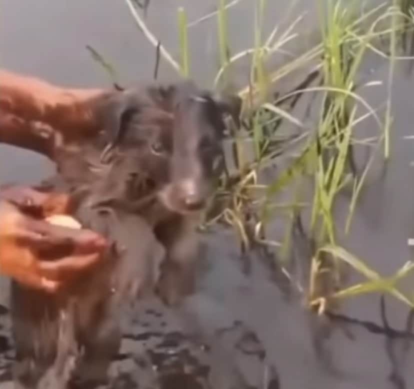 wash puppy_e