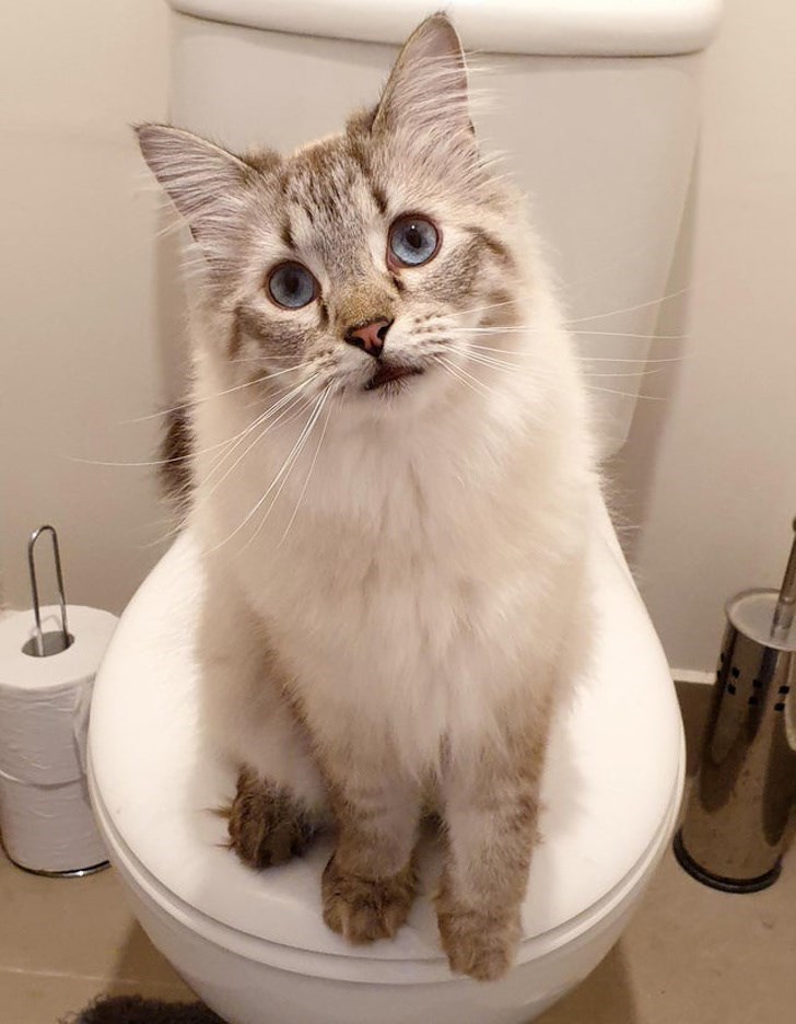 猫ファースト