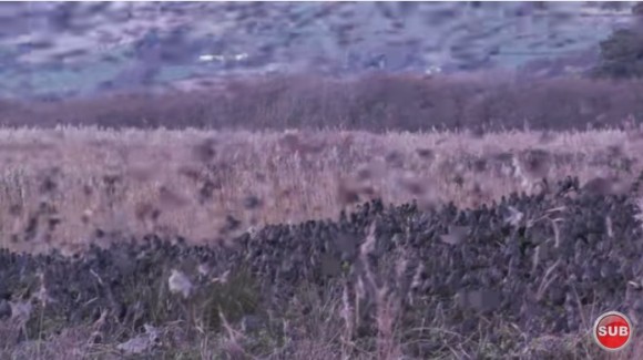 2百羽以上のムクドリが路上で謎の大量死 あれから2か月 その死因を解明か イギリス カラパイア