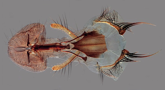 bp31