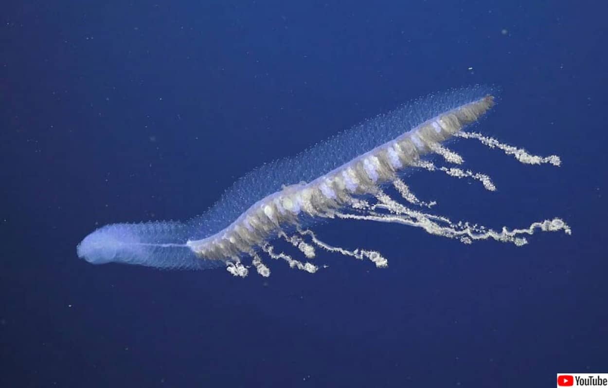 深海生物