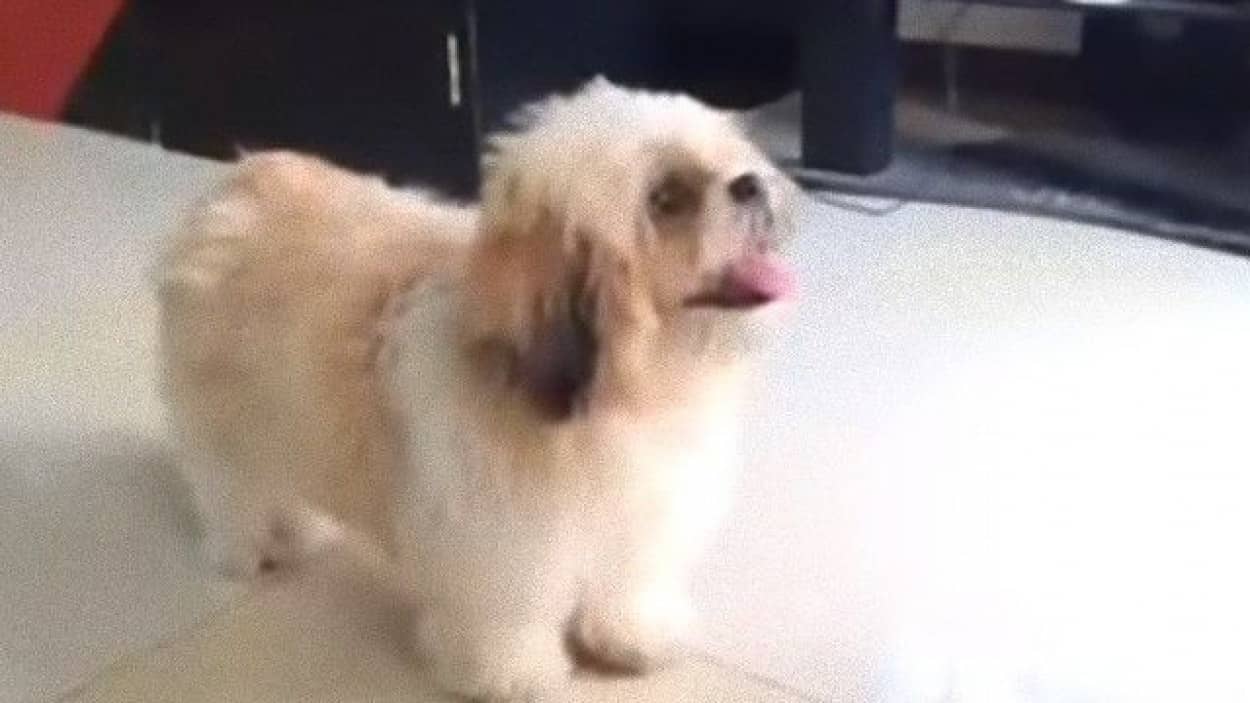 お尻はどこ と聞かれると はいどうぞ と真摯な瞳で見せてくれる犬の愛くるしさ カラパイア お尻はどこ と聞かれると はいどうぞ と真摯な瞳で見せてくれる犬の愛くるしさ カラパイア