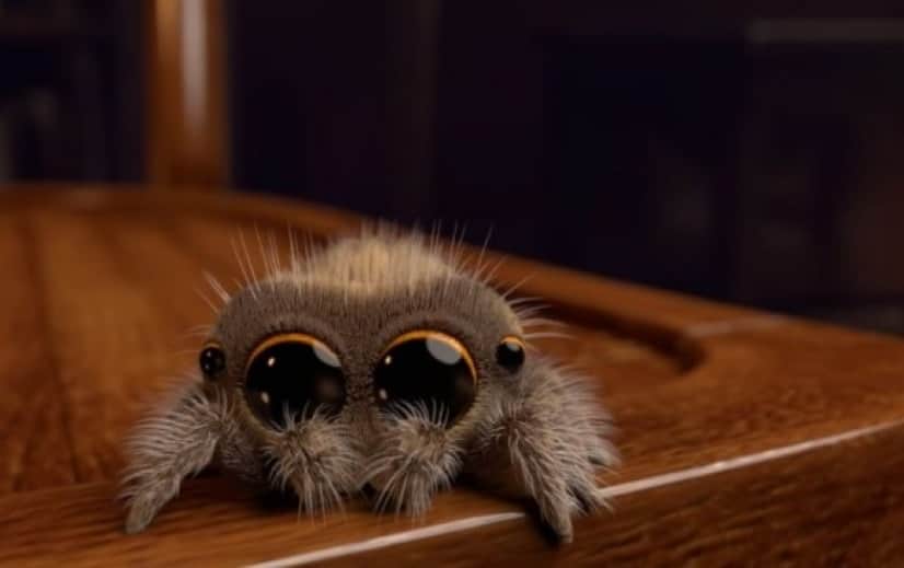 spider6_e