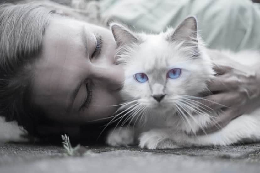 cat-1423844_640_e