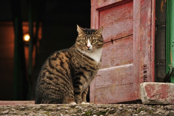 死んだはずの猫が生きていた！交通事故にあった飼い猫を火葬した数日後、フラッと家に現れる