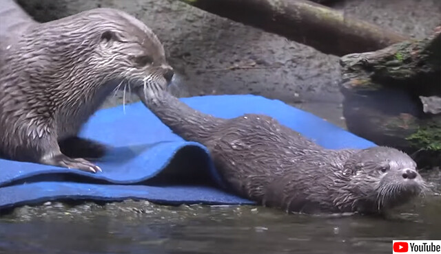 カワウソは母親に教わらなければ泳げない。アメとムチで子供に泳ぎを教えるカワウソ母さん