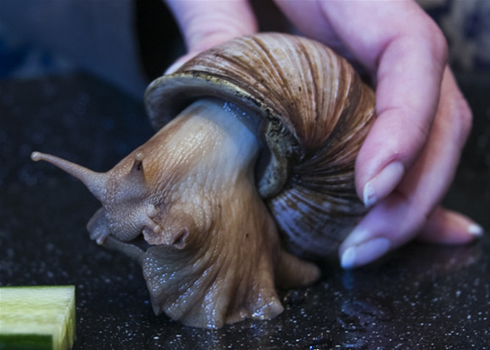 giant-African-snail7