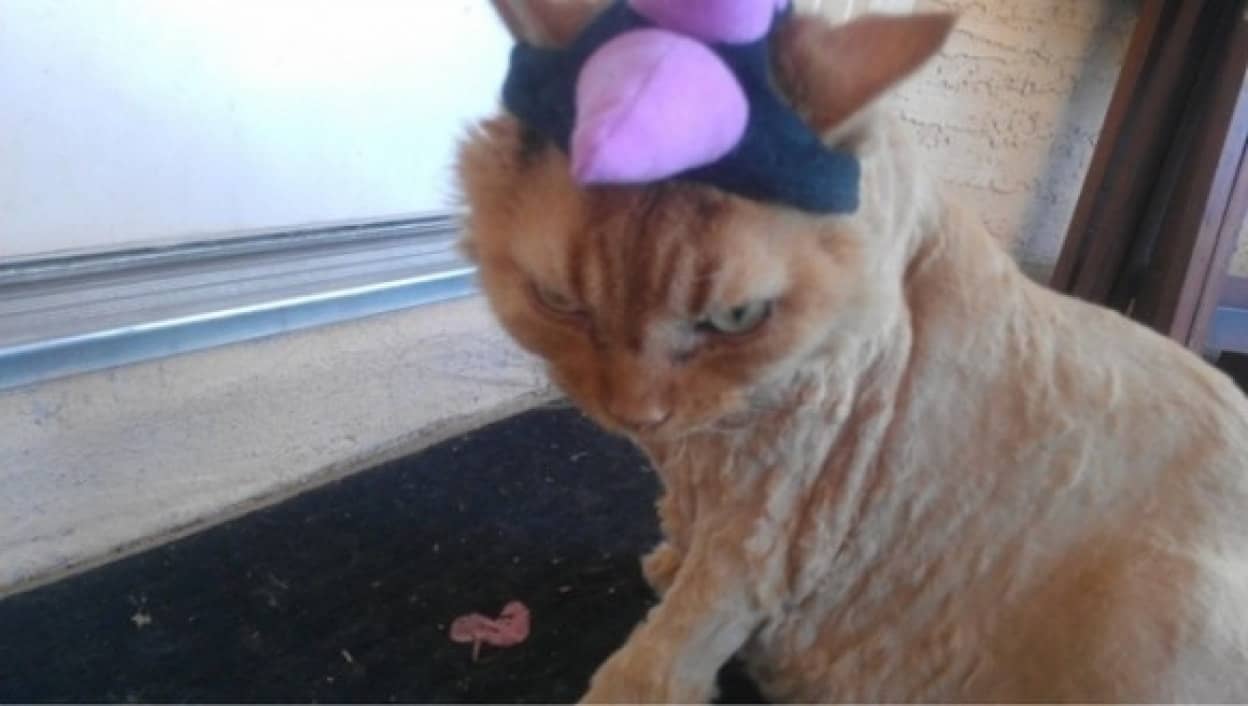 おこ ねえ おこなの しかめっ面した猫の写真 Gifアニメ カラパイア おこ ねえ おこなの しかめっ面した猫の写真 Gifアニメ カラパイア