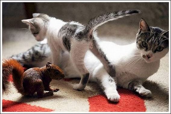 cats_and_squirell_07