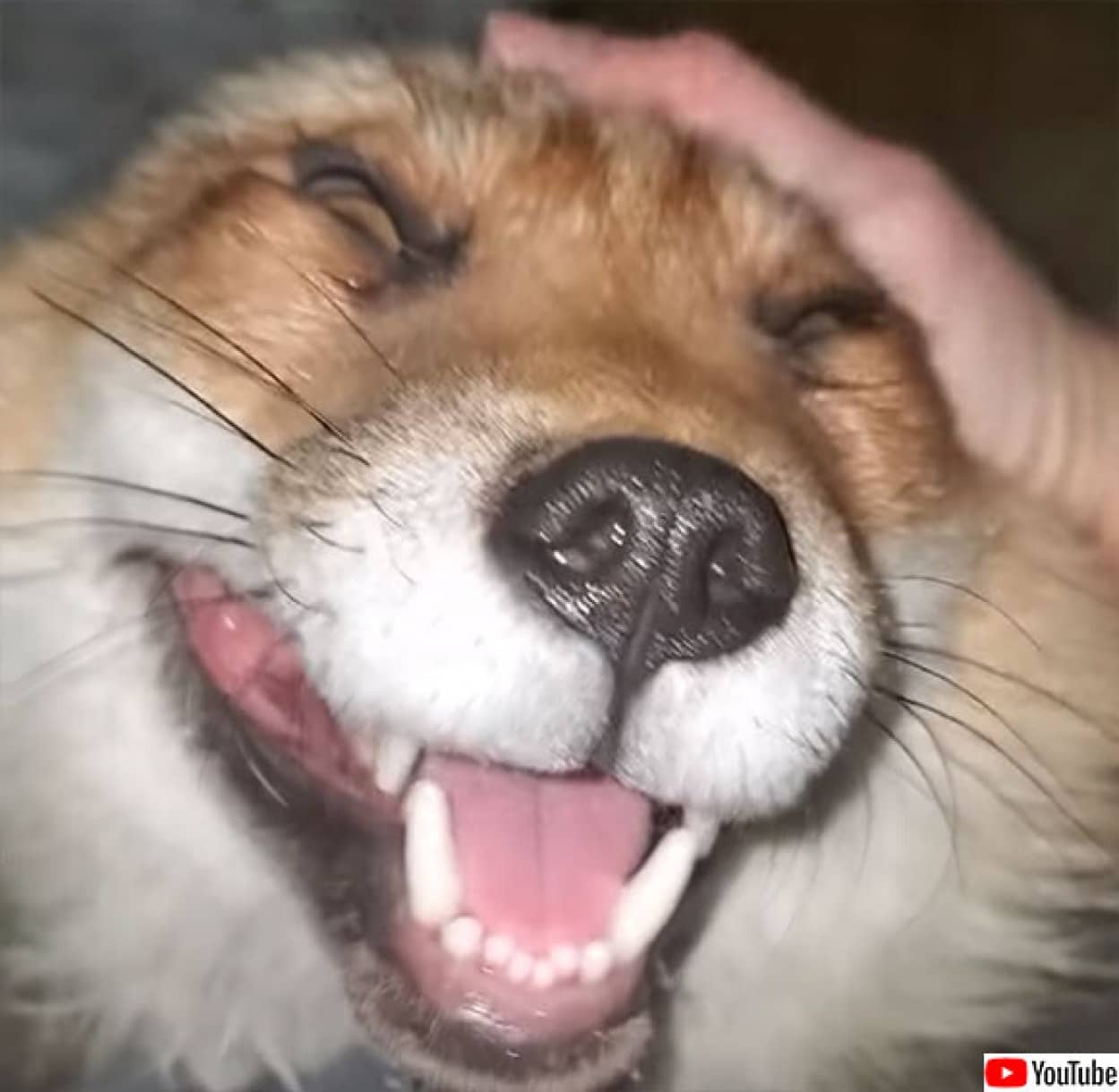 まだかなまだかな 撫でてほしくて窓から顔を出し 玄関先で待っている愛くるしいキツネ アメリカ カラパイア