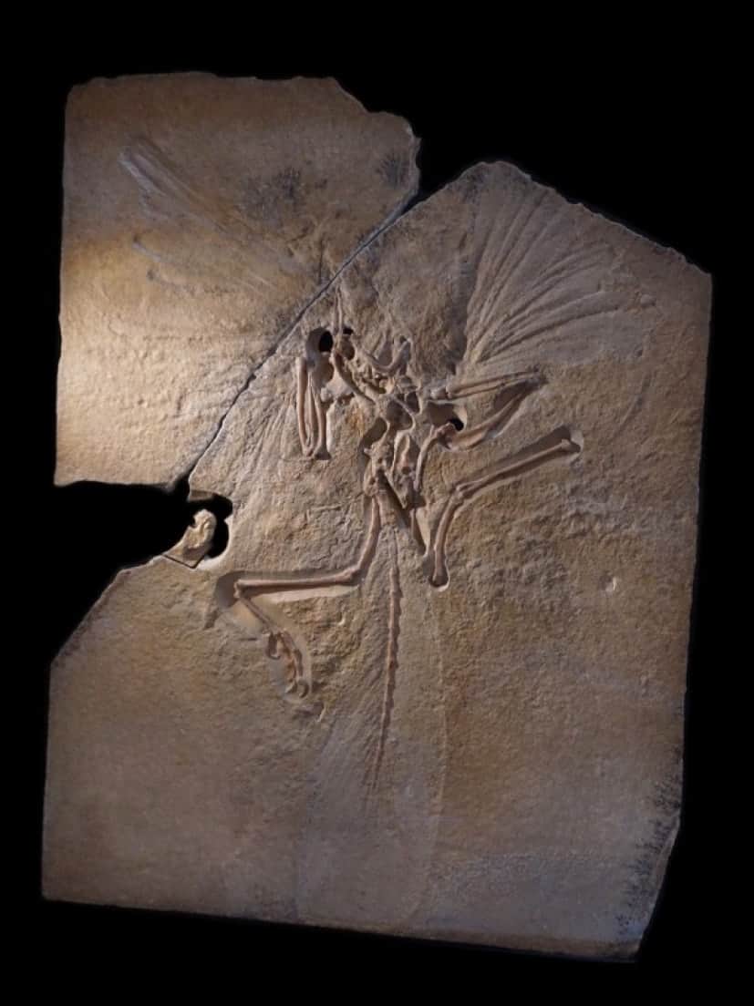 恐竜と鳥をつなぐミッシングリンクはどのようにして発見されたのか カラパイア