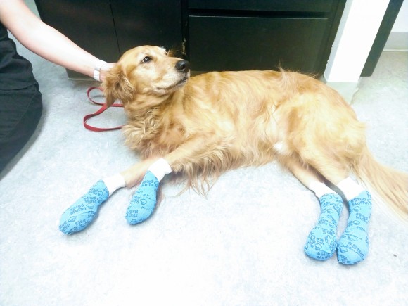 暑い夏の犬の散歩は要注意！焼けただれた足の犬の写真を公開し警告を促すアメリカの獣医（※火傷犬の写真あり）