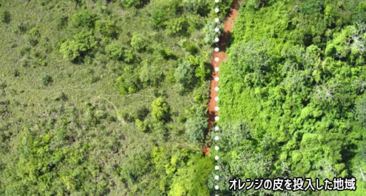 オレンジの皮パワーってすごかった 12 000トンのオレンジの皮が自然に青々とした緑をもたらすまで アメリカ カラパイア オレンジの皮パワーってすごかった 12 000トンのオレンジの皮が自然に青々とした緑をもたらすまで アメリカ カラパイア
