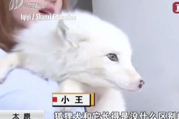 ペットショップで日本スピッツの子犬を購入したところ しばらくたってキツネであることが判明 中国 カラパイア