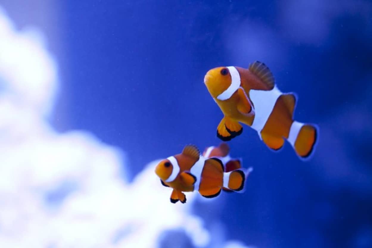性別を変えることができる6種の生物