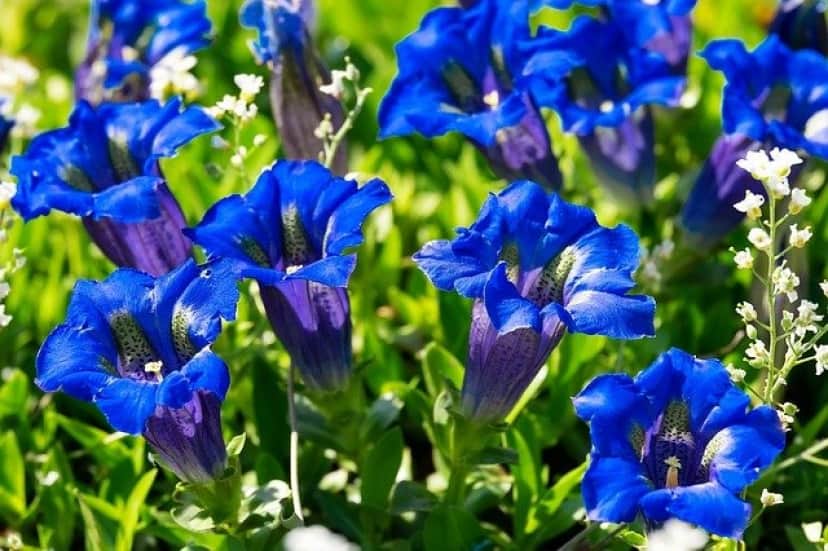 ミツバチが好む青い花