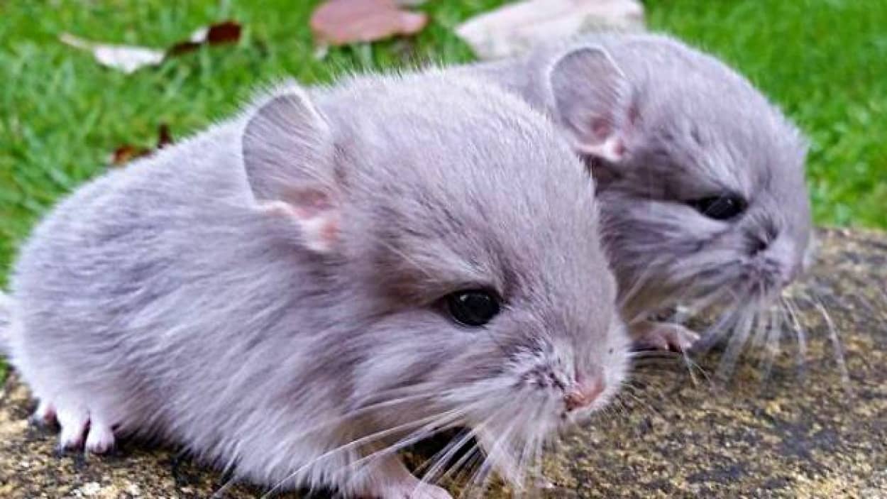 きみはモフりたい衝動をおさえられるか まんまるチンチラ激かわゆす カラパイア きみはモフりたい衝動をおさえられるか まんまるチンチラ激かわゆす カラパイア