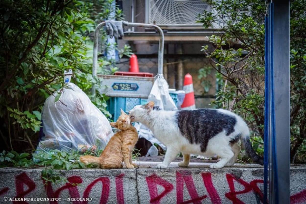 フランス人写真家が撮影した 日本にいる路地裏の猫たちの写真 カラパイア