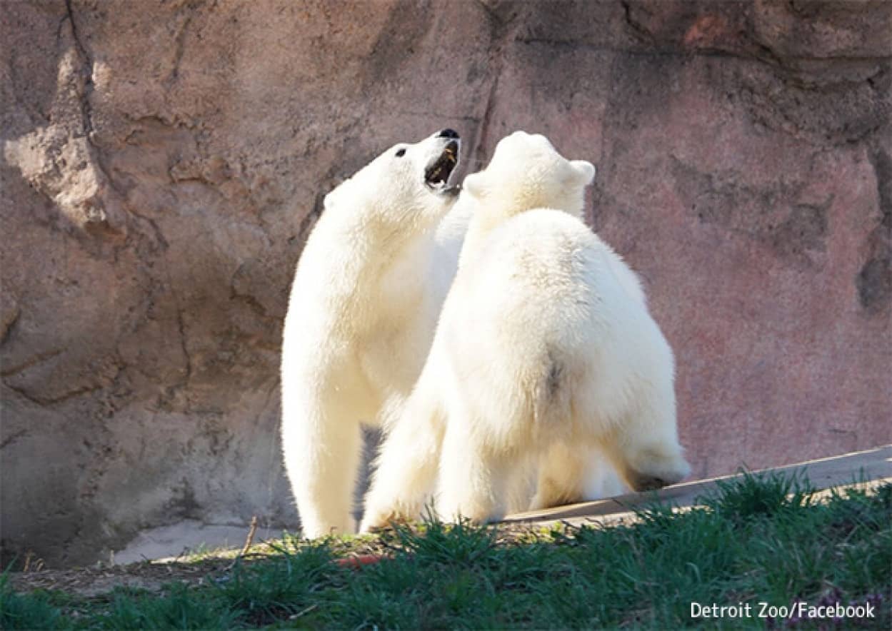 離れ離れとなっていた2頭のホッキョクグマの姉妹が感動の再会