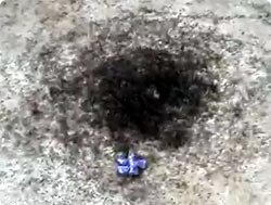 アリ