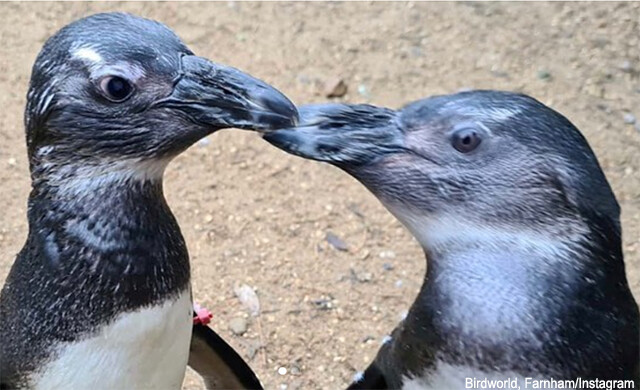 体が弱く名前すらもらえなかったペンギンが奇跡の回復後、目の不自由な仲間を支え続ける