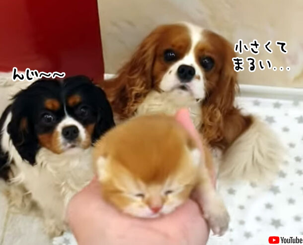 生まれたばかりの子猫を犬たちに紹介。早く仲良くしたくてワクワクが止まらない