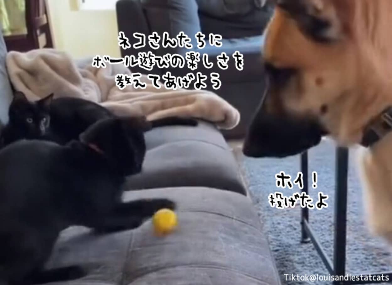 猫にボール遊びの楽しみを教える犬