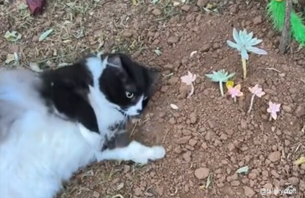 ああ涙。仲間の猫のお墓から離れない猫、「出ておいでよ」と土を掘り返す姿にグっとくる