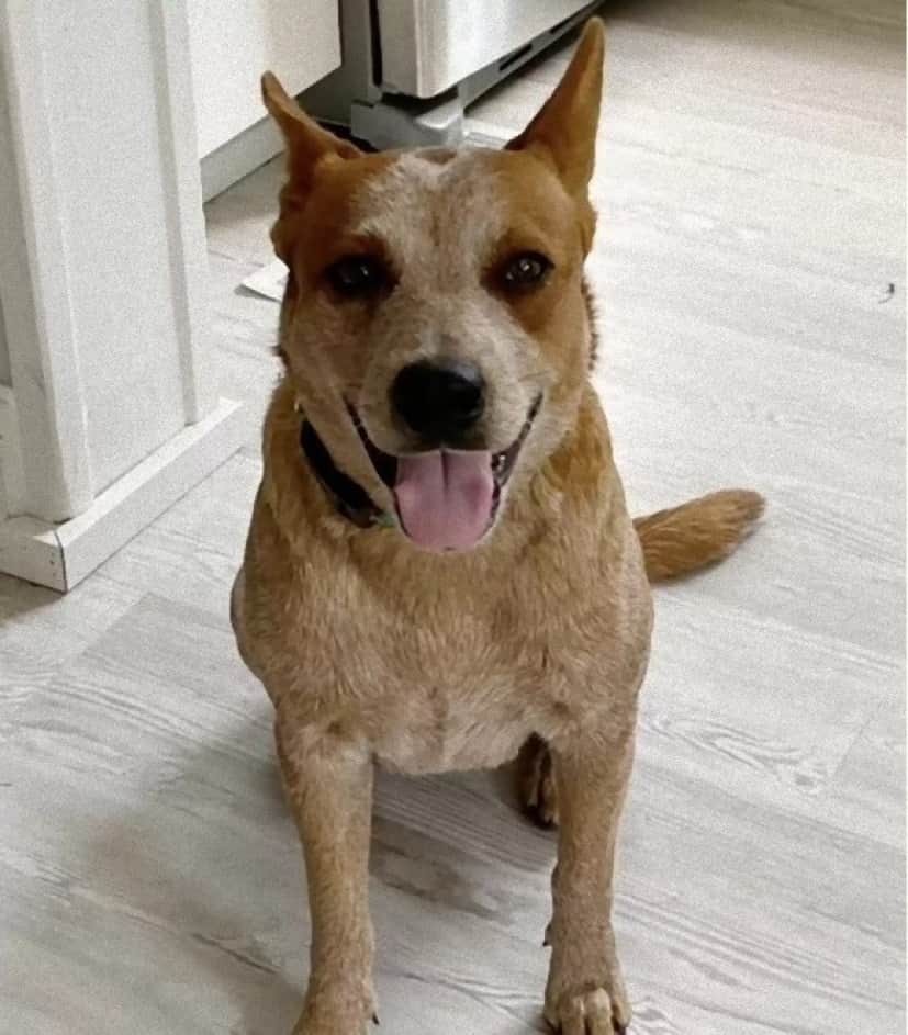 abondoned dog4_e