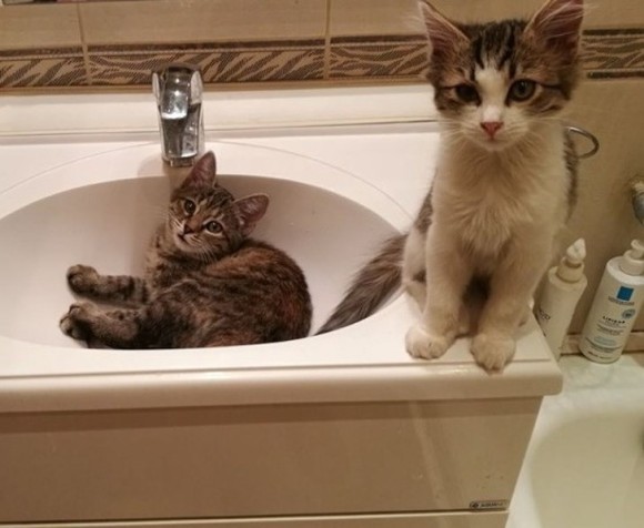 cat9_e
