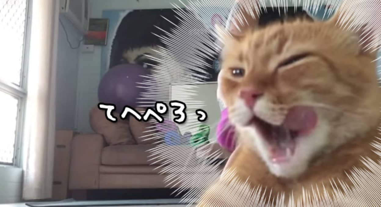 かっこよいヨガのポーズを自分撮りしていたお姉さんにまさかの刺客 カラパイア