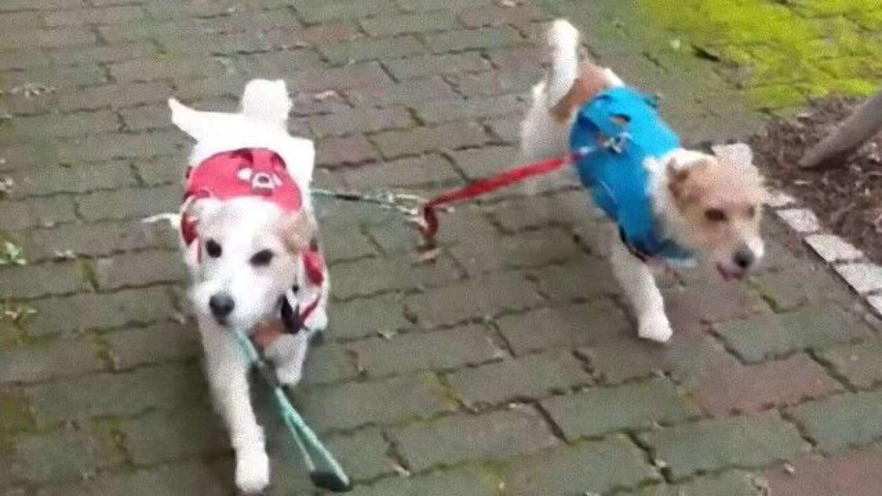 ジャックラッセルテリアのアリさん 飼い主が放したリードをくわえて同居犬をとともにもどってくる カラパイア ジャックラッセルテリアのアリさん 飼い主が放したリードをくわえて同居犬をとともにもどってくる カラパイア