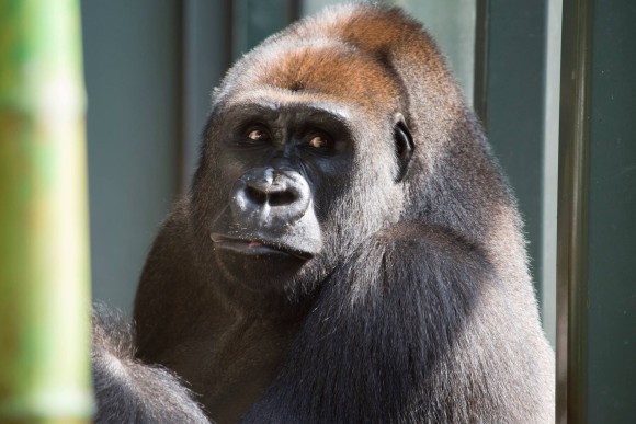動物園の若いゴリラがスマホ依存症になりかかっている。来園者がスマホを見せるのでハマってしまったようだ