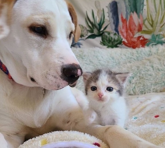 民家の裏庭で保護されたぼっちの子猫、里親先の犬を慕い、深い友情を育む（アメリカ）