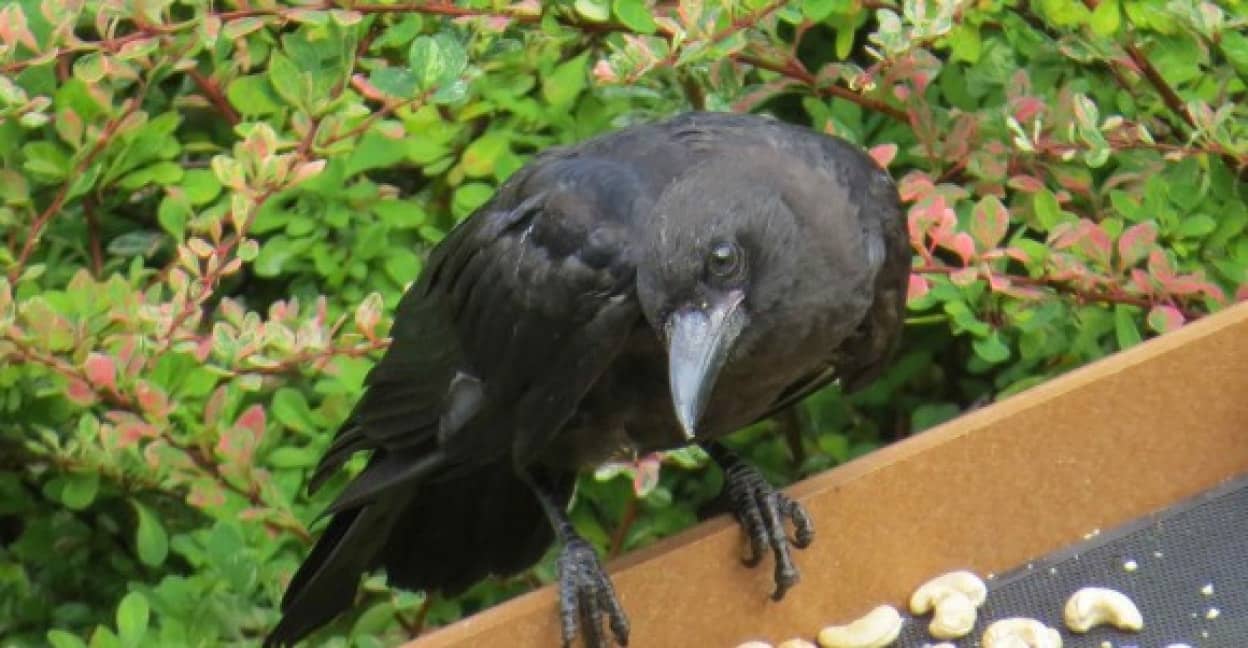 おいしいごはんをありがとう いつも餌をくれる少女にカラスがカラス的な宝物を持ってくるようになった イタリア カラパイア おいしいごはんをありがとう いつも餌をくれる少女にカラスがカラス的な宝物を持ってくるようになった イタリア カラパイア