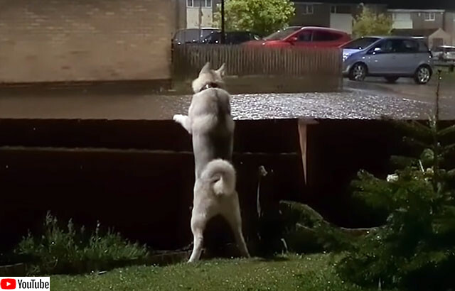 どこ？どこにいるの？ハスキー犬、雷とのファーストコンタクト