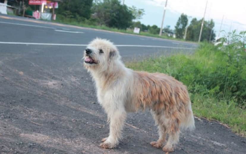 dog4_e4